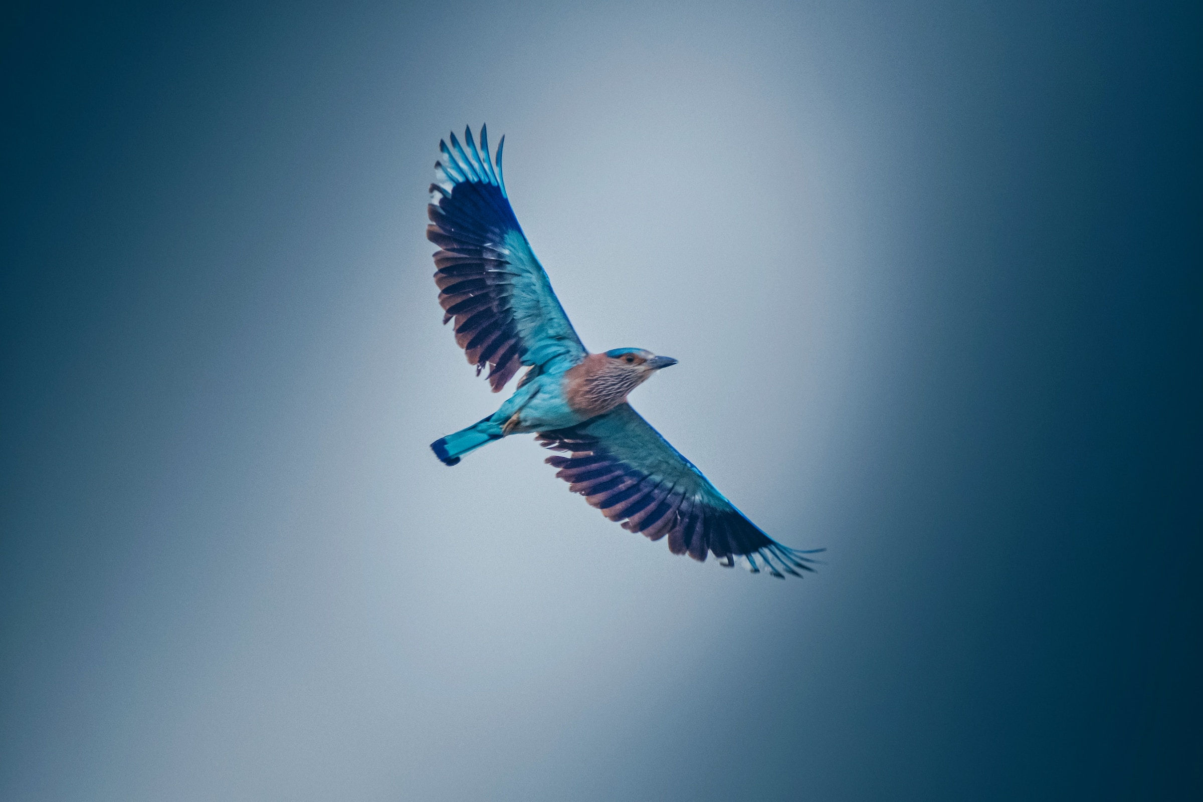 A bird flying free, symbolizing financial independence.